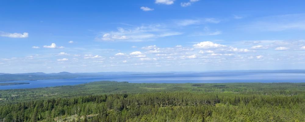 Motstridigt resultat: trästommen var bäst i en studie, i nästa var den sämst. Foto: Andrea Hallencreutz/IVL