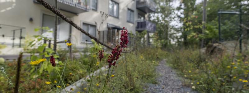 Exempel på fördröjningsyta i form av växtbädd, på Hagsätravägen Rågsved.
Foto: Gustav Kaiser