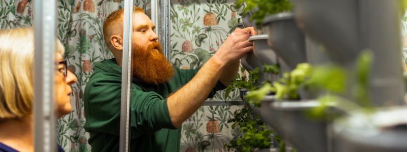 Gemenskap blomstrar i HSB Living Lab's hydroponiska projekt. Foto: HSB Living Lab