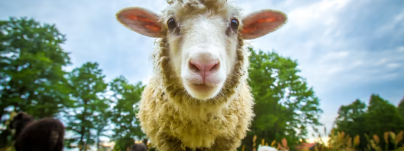 Kommunen söker får att beta på Henstad, Södra Kroppkärr och i Nyed. Foto: Shutterstock