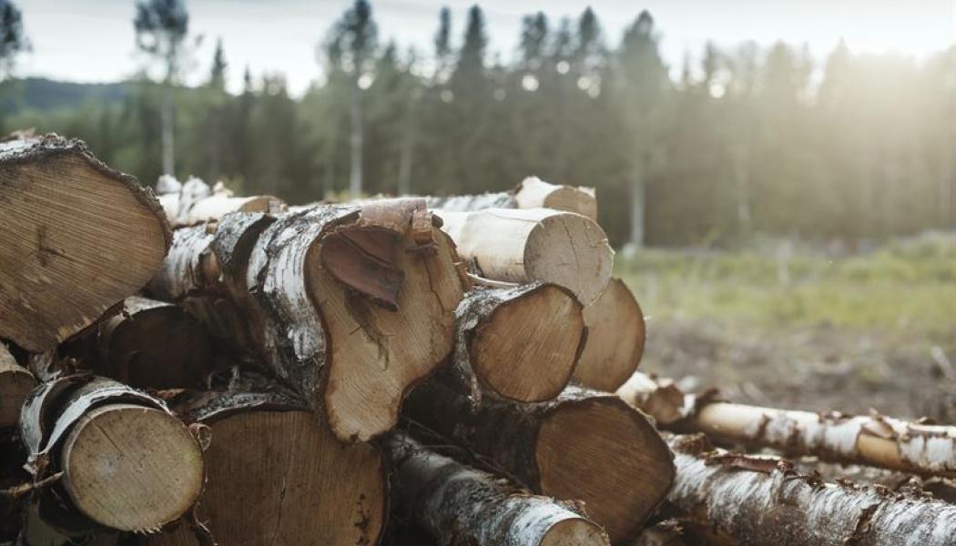 Levande skog, levande samhälle