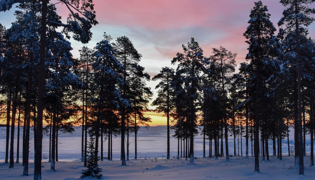 Foto: Niklas Jonasson/Unsplash