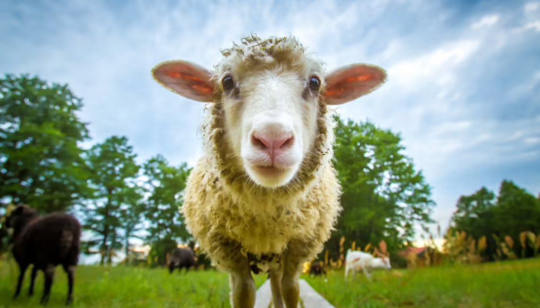 Kommunen söker får att beta på Henstad, Södra Kroppkärr och i Nyed. Foto: Shutterstock