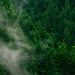 Foto: Andrew Coelho/Unsplash