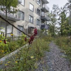 Exempel på fördröjningsyta i form av växtbädd, på Hagsätravägen Rågsved.
Foto: Gustav Kaiser