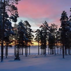 Foto: Niklas Jonasson/Unsplash