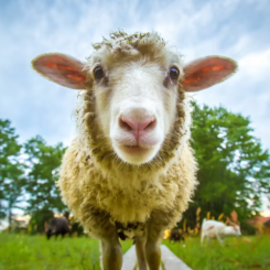 Kommunen söker får att beta på Henstad, Södra Kroppkärr och i Nyed. Foto: Shutterstock