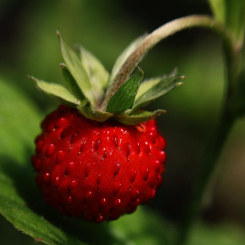 Bild: Stora Coop Hammarö - Novier